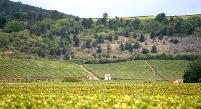 勃艮第產(chǎn)區(qū) 勃艮第產(chǎn)區(qū)