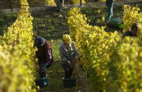 全球葡萄酒總產(chǎn)量下降8.2%，2018葡萄酒漲價已成定勢